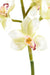 Kunstig Cymbidium Orchid Cream 100Cm