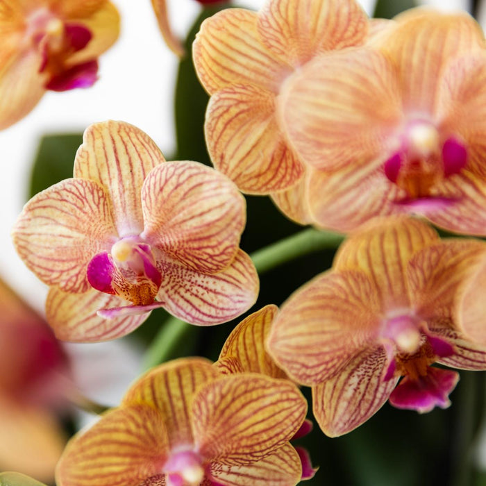 Jamaica Orange Orchid Med Malt Stripe Pot