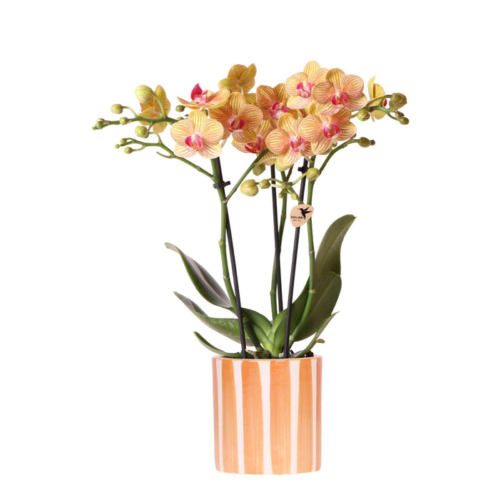 Jamaica Orange Orchid Med Malt Stripe Pot