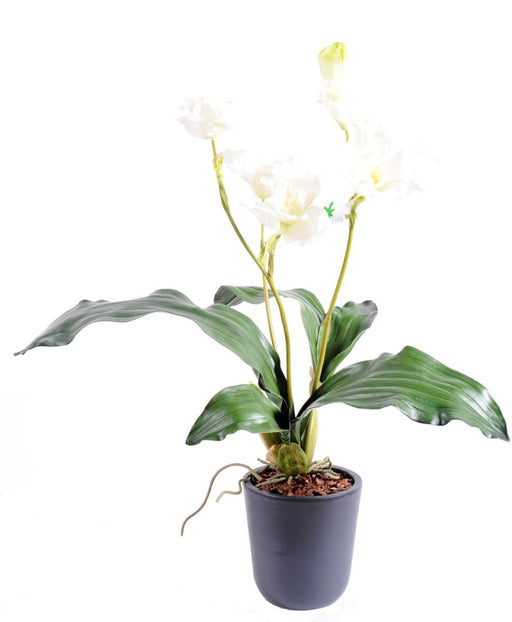 Kunstig Lycaste Orchid 60 Cm Hvit På Stake