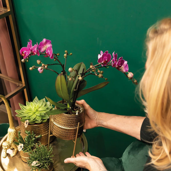 Lilla Orkidé Og Dens Gylne Plantepotte - Blomstrende Potteplante