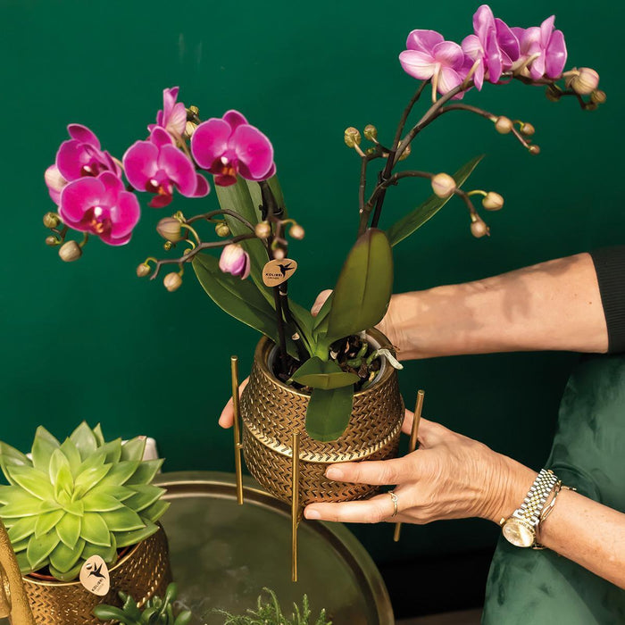 Lilla Orkidé Og Dens Gylne Plantepotte - Blomstrende Potteplante