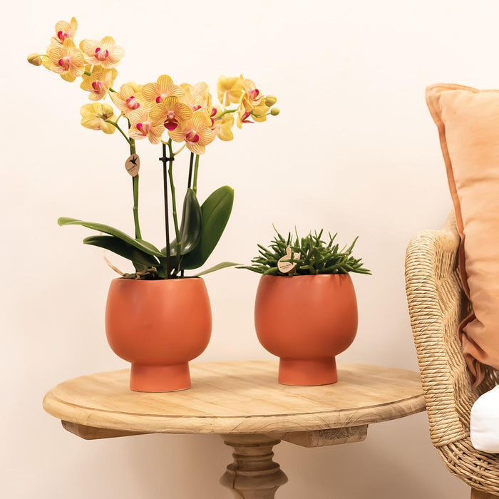 Orange Orchid And Its Planter - H35Cm, Ø9Cm