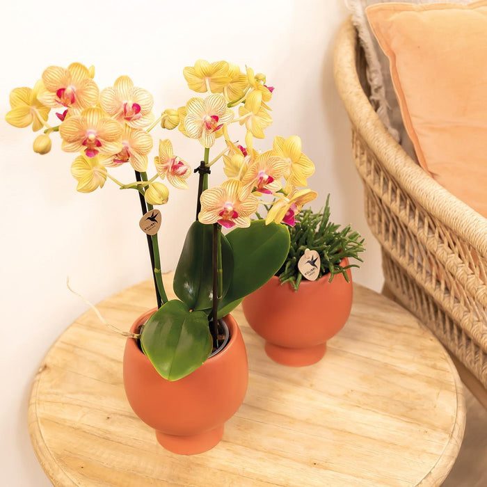 Orange Orchid And Its Planter - H35Cm, Ø9Cm