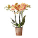 Orange Orchid And Its Planter - H35Cm, Ø9Cm