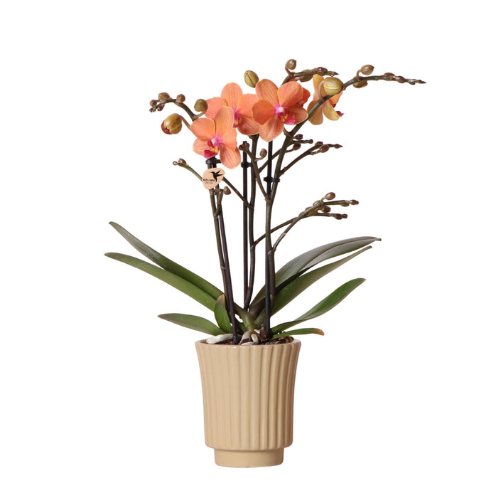 Orange Orchid And Its Khaki Planter - Blomstrende Potteplante