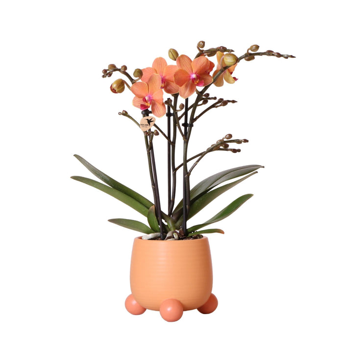 Orange Orchid And Its Peach Planter - Blomstrende Potteplante