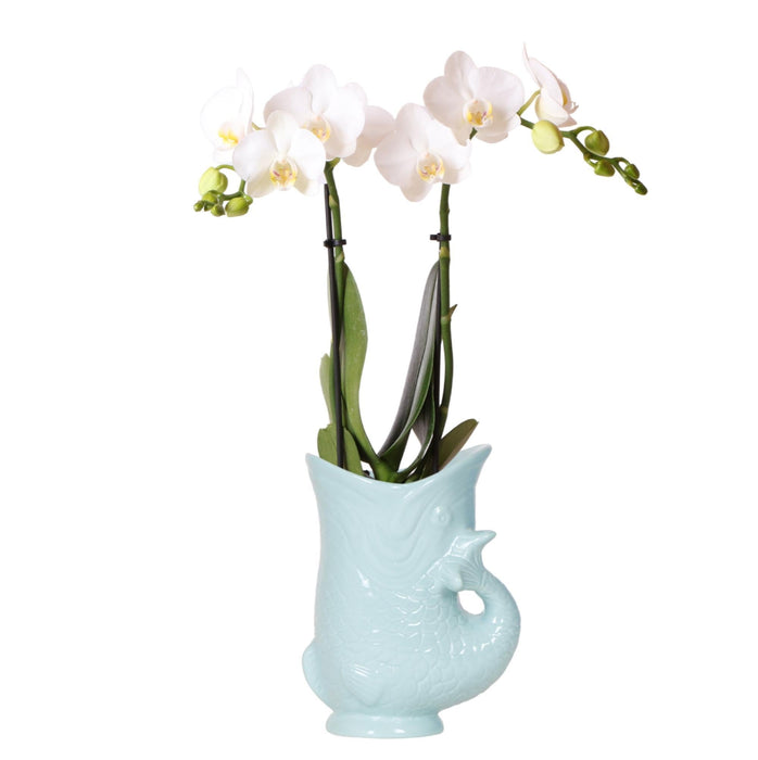 Hvit Phalaenopsis Amabilis Orchid Med Fisk Turkis Pot