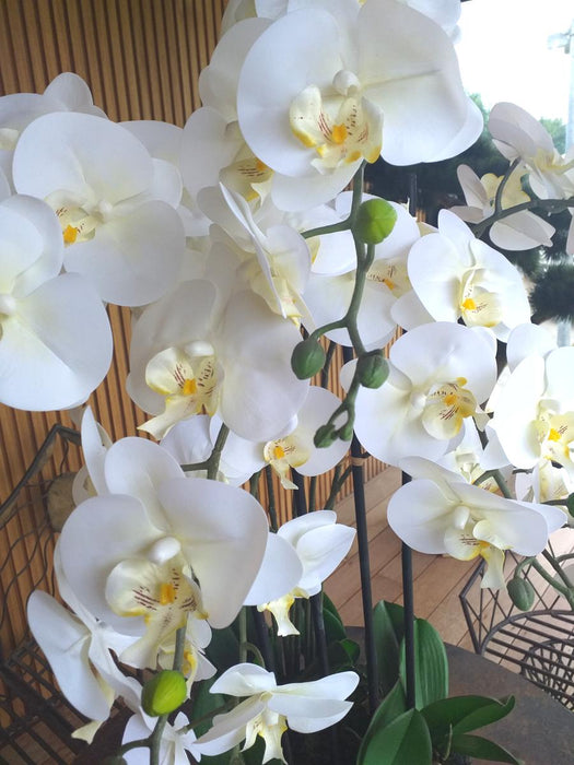 Kunstig Phalaenopsis Orchid 85Cm Krem