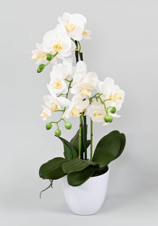 Kunstig Phalaenopsis Orkidé Med Hvit Potte 60Cm