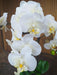 Kunstig Phalaenopsis Orchid H.55 Cm Krem