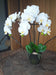 Kunstig Phalaenopsis Orchid H.55 Cm Krem