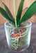 Artificial Phalaenopsis Orchid Glass Pot 42Cm Cream