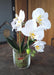 Artificial Phalaenopsis Orchid Glass Pot 42Cm Cream