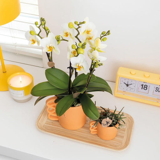 Hvit Phalaenopsis-Orkidé Og Ferskenplanter - Blomstrende Stueplante