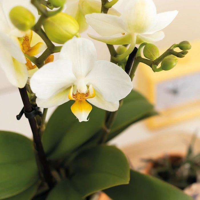 Hvit Phalaenopsis-Orkidé Og Ferskenplanter - Blomstrende Stueplante