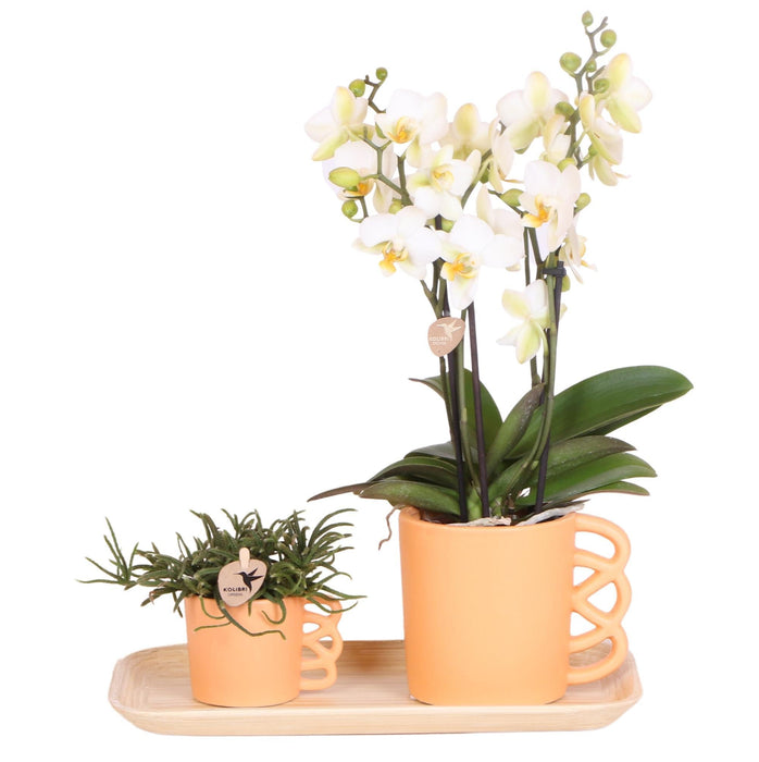 Hvit Phalaenopsis-Orkidé Og Ferskenplanter - Blomstrende Stueplante