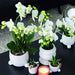 Hvit Phalaenopsis Orchid - Sett Med 2