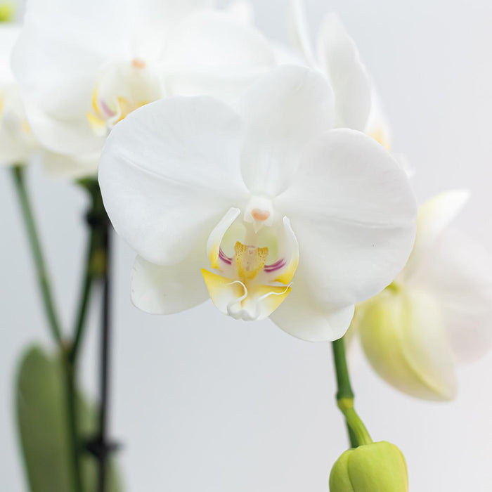 Hvit Phalaenopsis Orchid - Sett Med 2