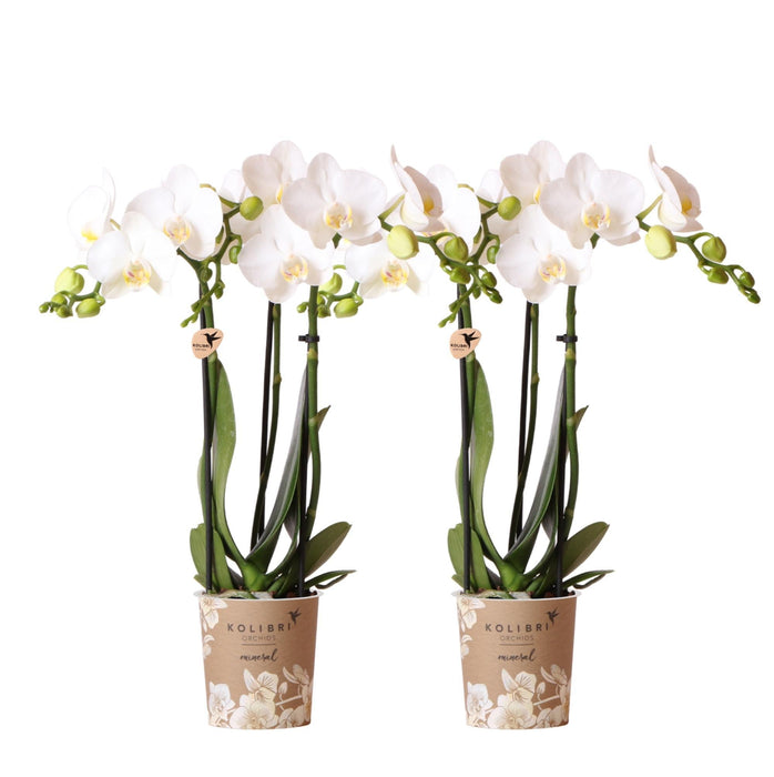 Hvit Phalaenopsis Orchid - Sett Med 2