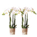 Hvit Phalaenopsis Orchid - Sett Med 2