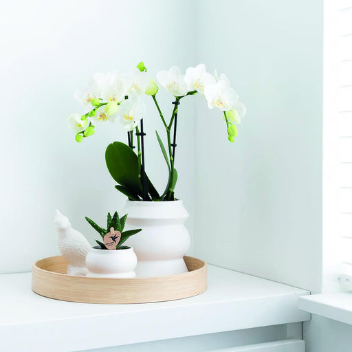 Hvit Phalaenopsis Orchid - Sett Med 2