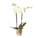 Hvit Phalaenopsis Orkidé - Ø12Cm - Blomstrende Stueplante