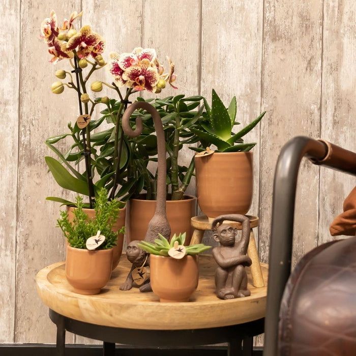 Phalaenopsis Orchid Spania Med Emaljert Cognac Planter