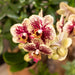 Phalaenopsis Orchid Spania Med Emaljert Cognac Planter