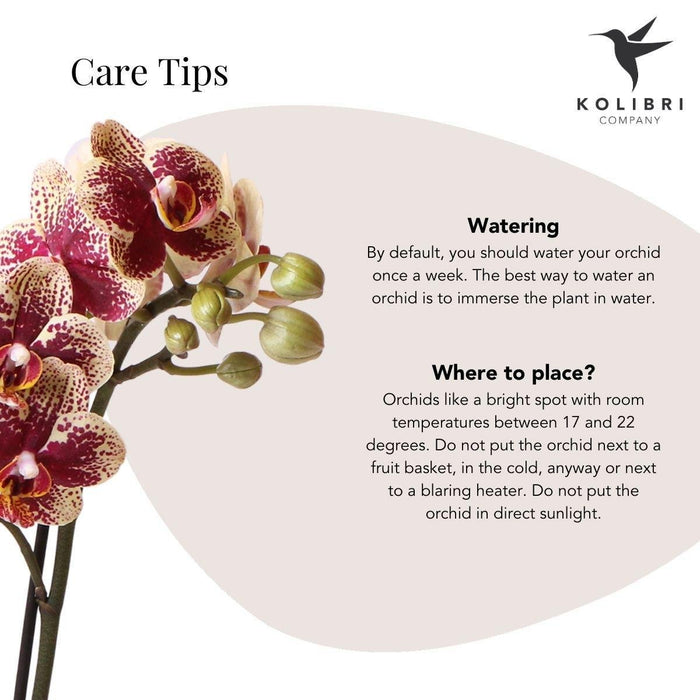 Phalaenopsis Orchid Spania Med Emaljert Cognac Planter