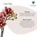 Phalaenopsis Orchid Spania Med Emaljert Cognac Planter