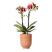 Phalaenopsis Orchid Spania Med Emaljert Cognac Planter