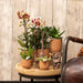 Phalaenopsis Orchid Spania Med Emaljert Cognac Planter