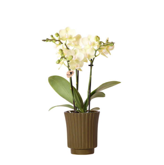 Gul Phalaenopsis Orkidé - H35Cm, Ø9Cm - Blomstrende Stueplante