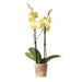 Gul Phalaenopsis Orkidé - Ø12Cm - Blomstrende Stueplante