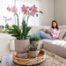 Gul Phalaenopsis Orchid + Sand Diabolo Pot