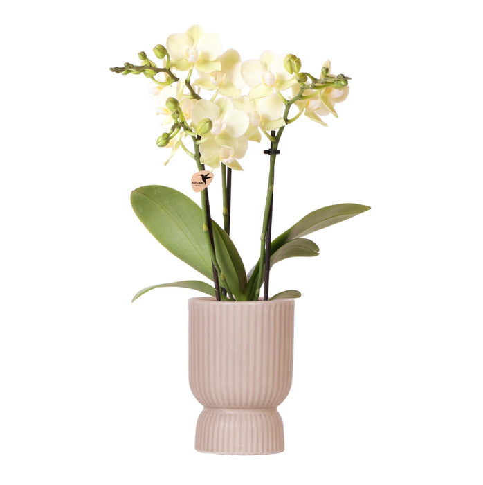 Gul Phalaenopsis Orchid + Sand Diabolo Pot