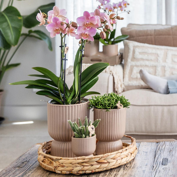 Gul Phalaenopsis Orchid + Sand Diabolo Pot