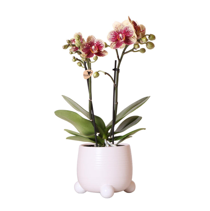 Gul Rød Phalaenopsis Orkidé I Hvit Rullepotte