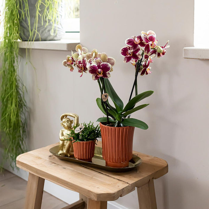 Gul/Rød Phalaenopsis Orkidé I Terrakottapotte