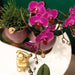 Lilla Phalaenopsis Orchid - Sett Med 2