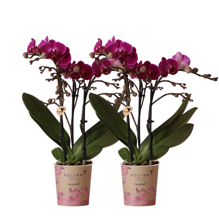 Lilla Phalaenopsis Orchid - Sett Med 2