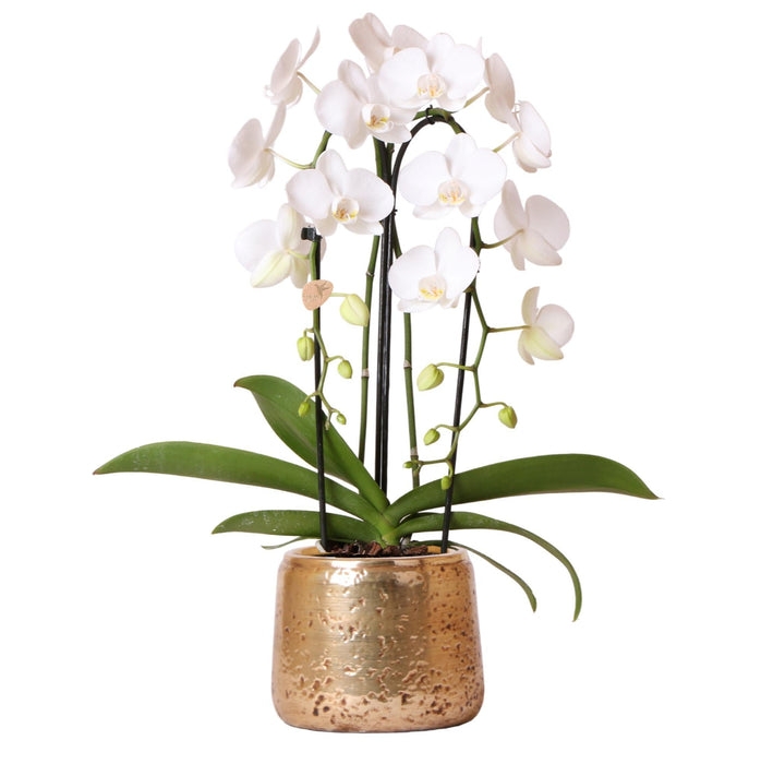 Hvit Phalaenopsis Niagara Fall Orchid And Its Golden Plant Pot - Blomstrende Potteplante