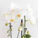 Hvit Phalaenopsis Niagara Fall Orchid And Its Golden Plant Pot - Blomstrende Potteplante