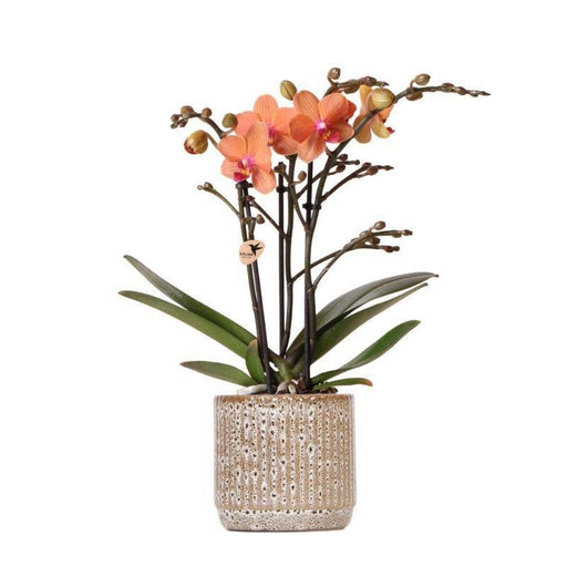 Orange Phalaenopsis Orchid - Bolzano + Jaguar Pot