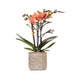 Orange Phalaenopsis Orchid - Bolzano + Jaguar Pot