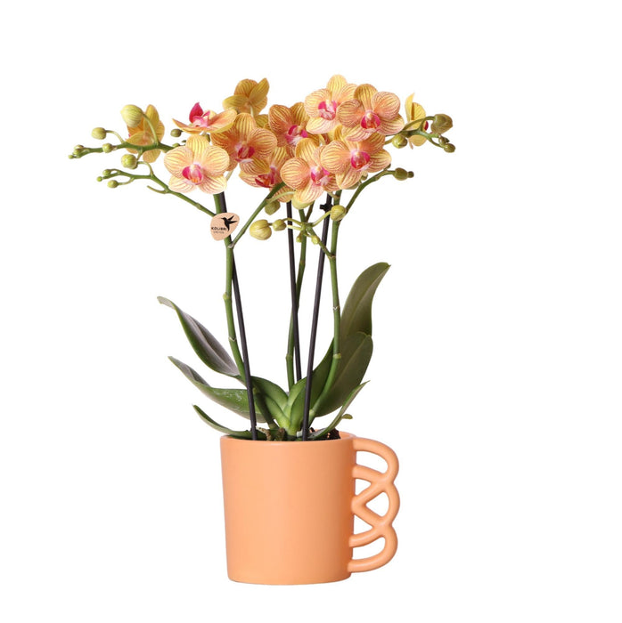 Orange Phalaenopsis Orkidé Og Dens Ferskenpottetrekk – H35Cm, Ø9Cm – Blomstrende Innendørs Plante