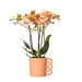 Orange Phalaenopsis Orkidé Og Dens Ferskenpottetrekk – H35Cm, Ø9Cm – Blomstrende Innendørs Plante