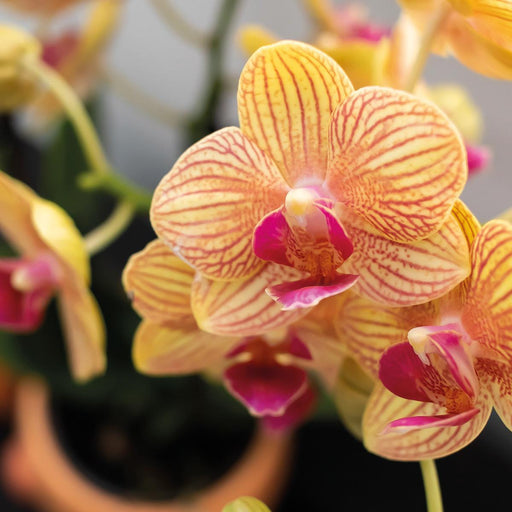 Orange Phalaenopsis Orkidé Og Dens Ferskenpottetrekk – H35Cm, Ø9Cm – Blomstrende Innendørs Plante