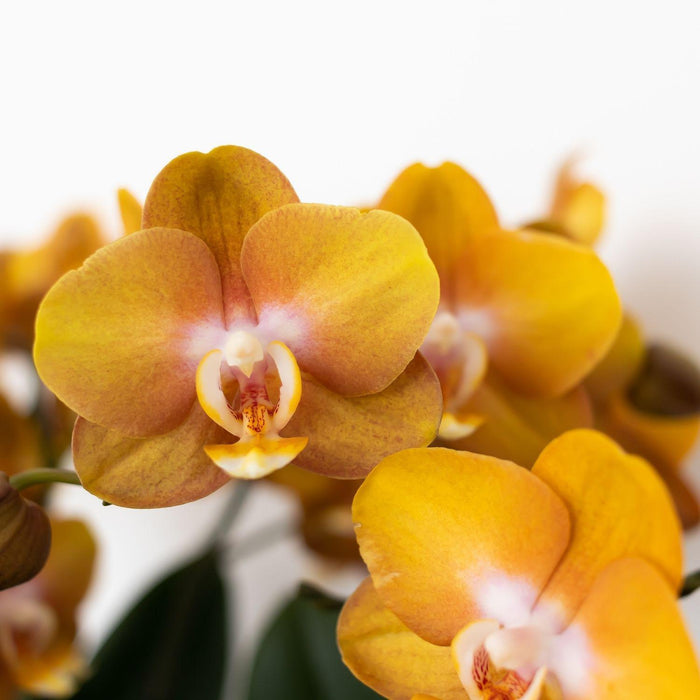 Orange Phalaenopsis Orchid - Juvel Las Vegas - Blomstrende Plante